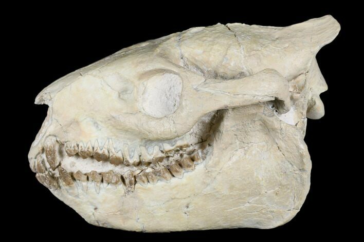 Fossil Oreodont (Merycoidodon) Skull - Wyoming #176526